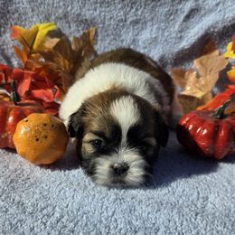 Gold spotted boy - Gold and white male Shih Tzu puppy in Vinita, Oklahoma from Locust Creek Shih Tzu & Havanese