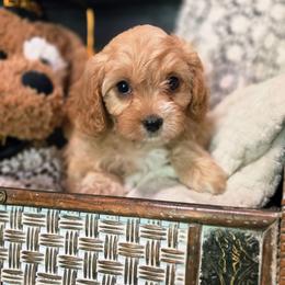 Girl 1 - Red female Cavapoo puppy in Lincolnton, North Carolina from Cuddable Pups