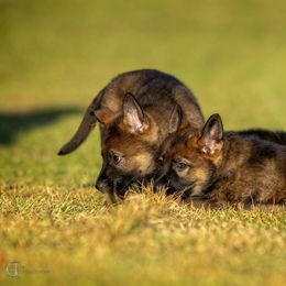 German Shepherd Puppies from Sommerfeld German Shepherds