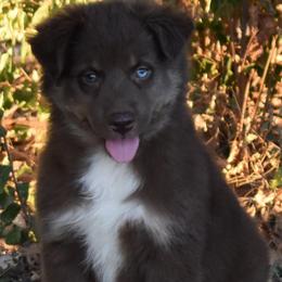 Sybil - Red tri-color female Australian Shepherd puppy in Nowata, Oklahoma from 4Feathers