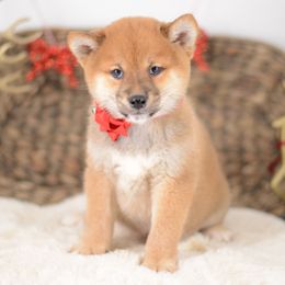 Miyo ❤️ Red Boy - Red male Shiba Inu puppy in Neosho, Missouri from Sunny Terrace Shibas