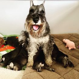 Miniature Schnauzer Puppies from Riversong Miniature Schnauzers