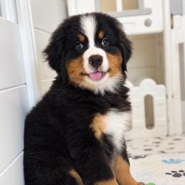 Hans - Tri-color male Bernese Mountain Dog puppy in Yuciapa, California from AlltheDoodlez_