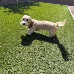 Gus - Dachshund