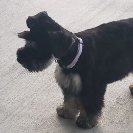 Miniature Schnauzers from The Miniature Life