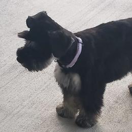 Miniature Schnauzers from The Miniature Life