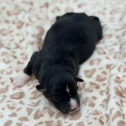 Girl 2 - Black tri female Miniature Australian Shepherd puppy in Arcadia, Indiana from Sunset Cowgirl Mini Aussies