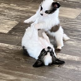 Papillon Puppies from Champagne Posh Papillons