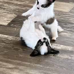 Papillon Puppies from Champagne Posh Papillons