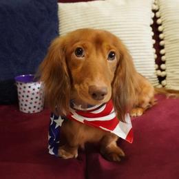Ollie - Dachshund
