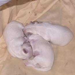 Cobbler - White male Maltese puppy in Terrell, Texas from PBJ Farms