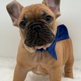 Fletcher - Fawn male French Bulldog puppy in Largo, Florida from Big Daddy Frenchies