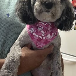 Bernedoodle All Grown Up from Bella‘s Mini Bernadoodles