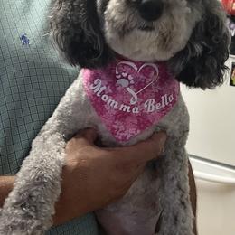 Bernedoodle All Grown Up from Bella‘s Mini Bernadoodles