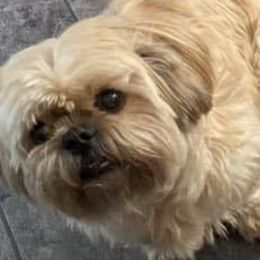 Shih Tzus from Brenda's Shih Tzus