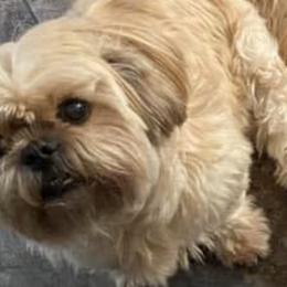 Shih Tzus from Brenda's Shih Tzus