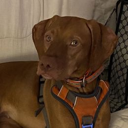 CJ - Vizsla