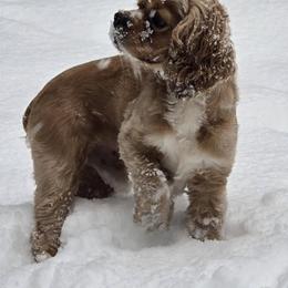 Cocker Spaniel puppies from MyKy Puppies
