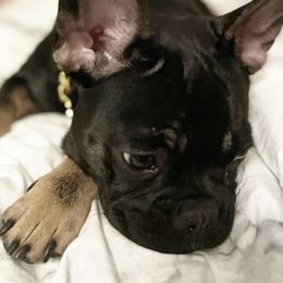 French Bulldogs from Elite Frenchies LLC