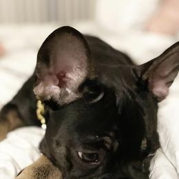 French Bulldogs from Elite Frenchies LLC