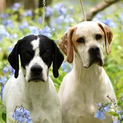 Cocker Spaniels and Pointers from Monarch Pointers & Cockers