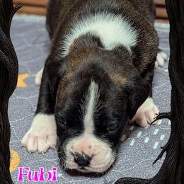 Fubi - Brindle female Boxer puppy in Mountain Home, Idaho from LJK Boxers & Toy Aussies