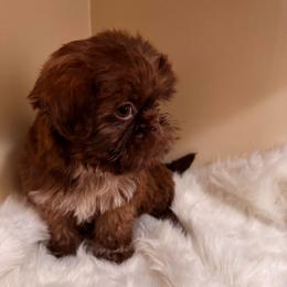Choco - Chocolate male Shih Tzu puppy in Azusa, California from RJ Shih Tzu lover