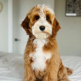 Rosie - Goldendoodle