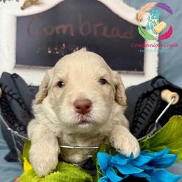 Cornbread - Caramel cream male Labradoodle puppy in Bowman, Georgia from Companion Creek Farm