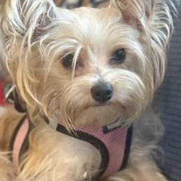 Lillie - Yorkshire Terrier