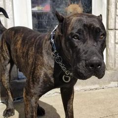 Perro de Presa Canarios from O.G Presas Cartel Kennel