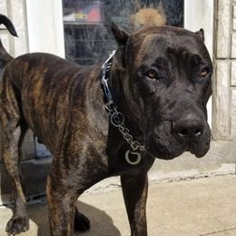 Perro de Presa Canarios from O.G Presas Cartel Kennel