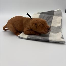 Black - Yellow male Labrador Retriever puppy in Heath Springs, South Carolina from Rich Hill Retrievers