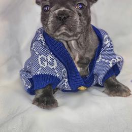 Azure - Blue male French Bulldog puppy in Maplewood, New Jersey from Poos&Bulls Keepsake