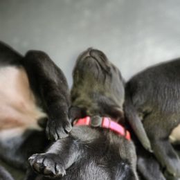 Labrador Retriever Puppies from Steele Caliber Retrievers