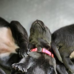 Labrador Retriever Puppies from Steele Caliber Retrievers