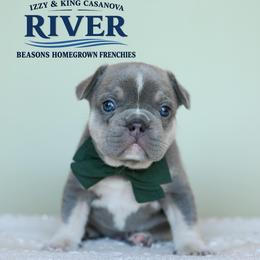 RIVER 4500 - Tricolors male French Bulldog puppy in Blue Ridge, Texas from Beason’s HomeGrown Frenchies
