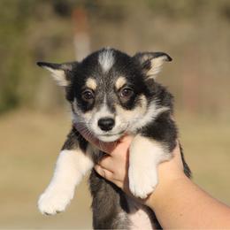 Finley - Black and tan male Pembroke Welsh Corgi puppy in Leonard, Texas from Southern Rose Corgis