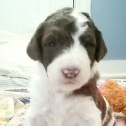 Aussiedoodles from Mattingly's Doodles