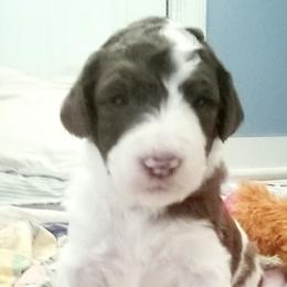 Aussiedoodles from Mattingly's Doodles