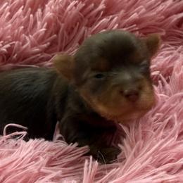 Penny AKC - Chocolate and tan female Yorkshire Terrier puppy in Labelle, Florida from Chocolate and Parti Yorkies in Florida