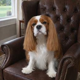Status - Cavalier King Charles Spaniel