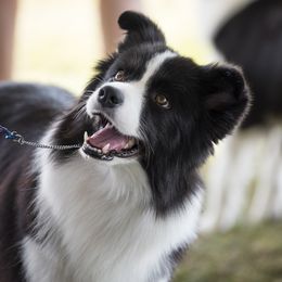 Portia - Border Collie