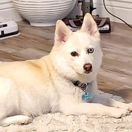 Luna - Pomsky