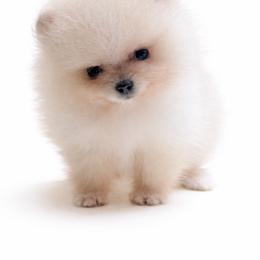 Sprout - Cream male Pomeranian puppy in Coleman, Oklahoma from Pretty Poms