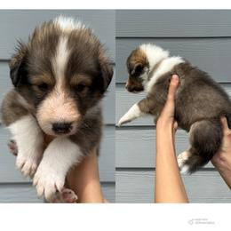 Silver - Sable and white male Shetland Sheepdog puppy in Katy, Texas from Sherock’s Shelties