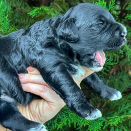 Boy 1 - male Portuguese Water Dog puppy in Asheville, North Carolina from Top Notch Portuguese Water Dogs