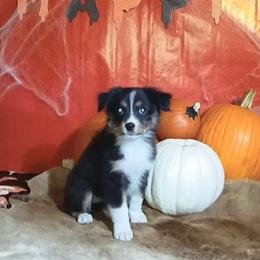 Patsy - Black tri female Miniature Australian Shepherd puppy in Elkhart, Texas from Donaldson Dogz