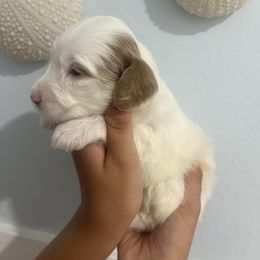 Mercedes - Chalk female Australian Labradoodle puppy in Orange, California from Little Kingdom Doodles