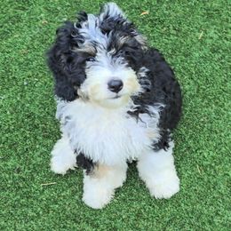 Dancer - Tri-color male Bernedoodle puppy in Mechanicsville, Virginia from Loblolly Moon Farm